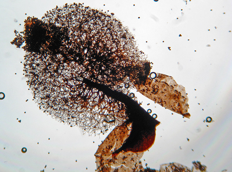 Lamproderma, forse ovoideoechinulatum